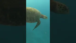 Amazing diving in French Polynesia 🤩 #sailingfamily #diving #beautiful #viral