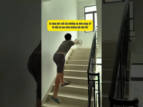 Chú mèo hướng nội
