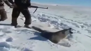 حالات واتساب عن الذئب 