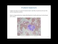 Classify White-Blood-Cells long