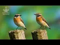 Forest Birdsong - Breathtaking Beautiful Birds | Relaxing Birds Sound,Stress Relief | Magical Nature