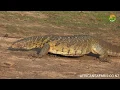 Download Lagu Nile Monitor Lizard - Africa's largest lizard