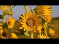 Starting Compass Plant from Seed Silphium laciniatum