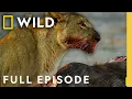 Lagu Survival at a Price (Full Episode) | Savage Kingdom Compilation | Nat Geo Animals