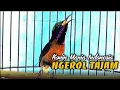 Download Lagu Konin gacor ngerol tajam ngobra nagen