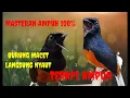 Download Lagu Masteran burung murai mp3 #masteran #burung #burungmuraimedangacor