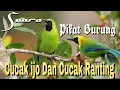 Download Lagu Suara pikat burung cucak ijo dan Cucak ranting