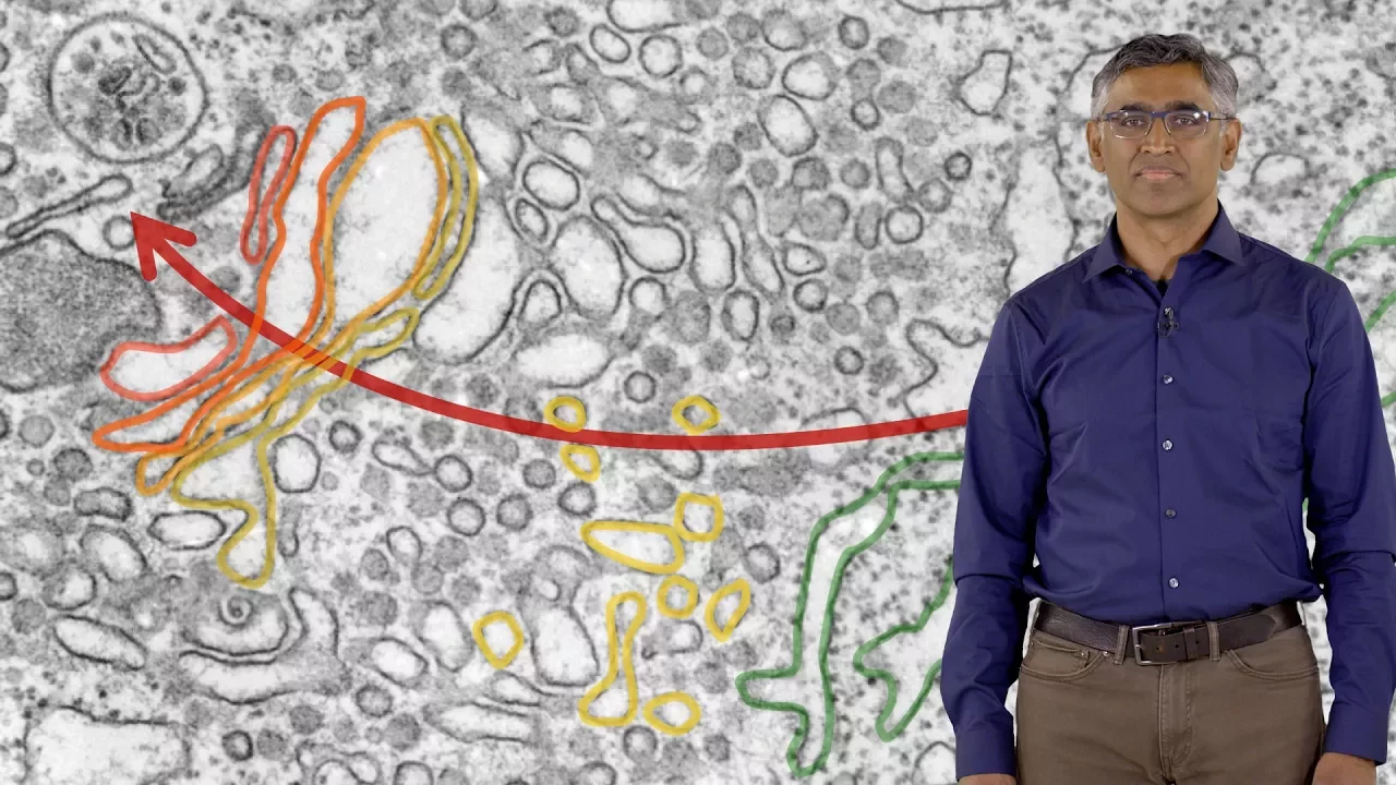 Ramanujan Hegde (MRC) 1: Compartmentalization of Proteins Inside Cells