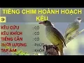Tiếng hoành hoạch kêu CHUẨN nhử mồi đánh chim sập bẫy, Hoành hoạch mồi chuẩn