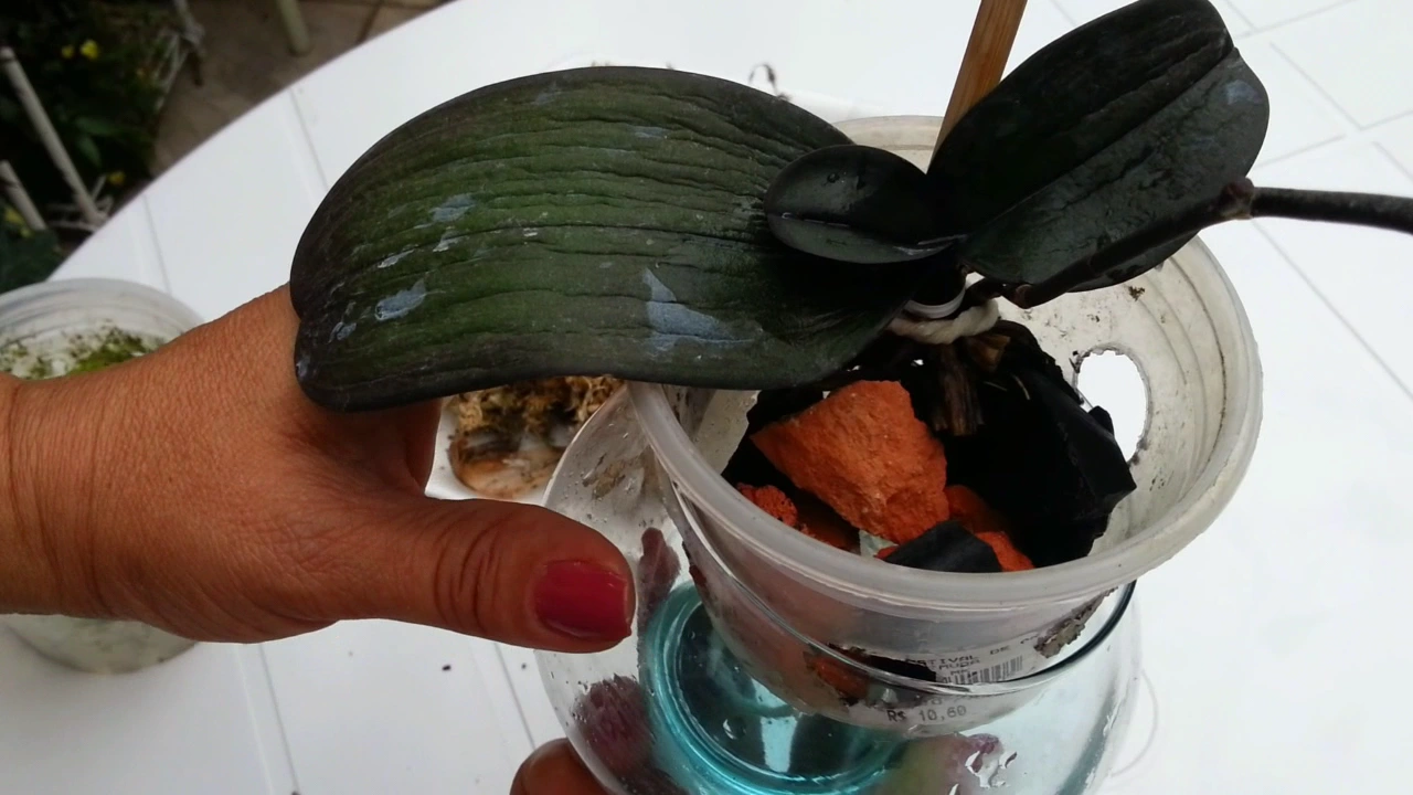 IMPORTÂNCIA DE UM BOM SUBSTRATO PARA ORQUÍDEAS NILCA LIFE