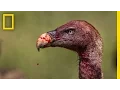 Download Lagu Vultures - Photographing the Antiheroes of Our Ecosystems | Exposure