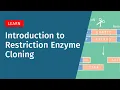 Restriction Enzyme Cloning Explained How It Works