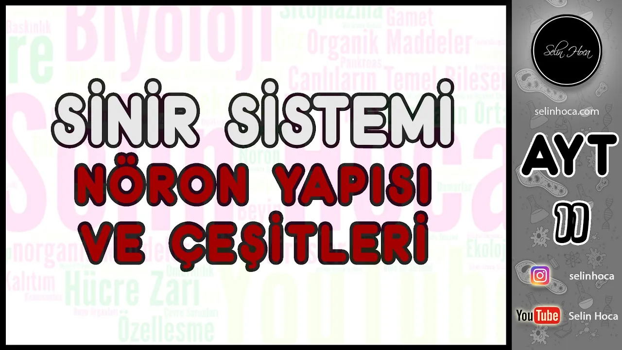 1) Sinir Sistemi - Nöron Yapısı ve Çeşitleri