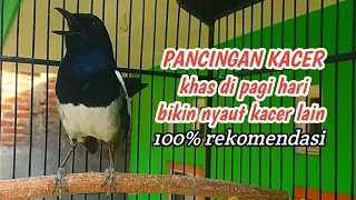 Download PANCINGAN KACER KHAS di pagi hari bikin NYAUT KACER APAPUN MP3