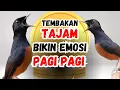 Download Lagu Tembakan MENGERIKAN murai batu gacor AMPUH menaikkan EMOSI murai batu agar cepat bunyi BONGKAR ISIAN