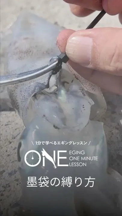 墨袋を破らずにアオリイカを綺麗な状態で持ち歸るための方法【EGING ONEMINUTE LESSON】