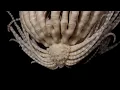 Antarctic Strawberry Feather Star - Animal of the Week
