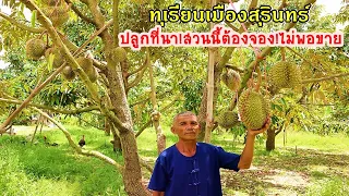 ที่นาก็ปลูกได้!ฟังเคล็ดลับและเทคนิคการปลูกทุเรียนหมอนทองสวนลุงสงวนผลผลิตสวนนี้ไม่พอขายต้องจองก่อน