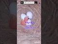 Download Lagu #QuranVedio #duet #dua #quranrecitation #love #like #quran #islam #islamic #islamicvideo #makkah #ad