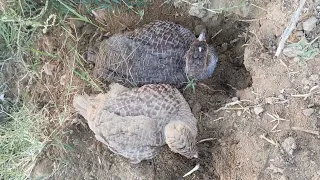 My Teetar Playing On The Ground Cute Funny Moment 