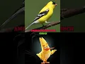 Download Lagu Angry Birds Real Birds