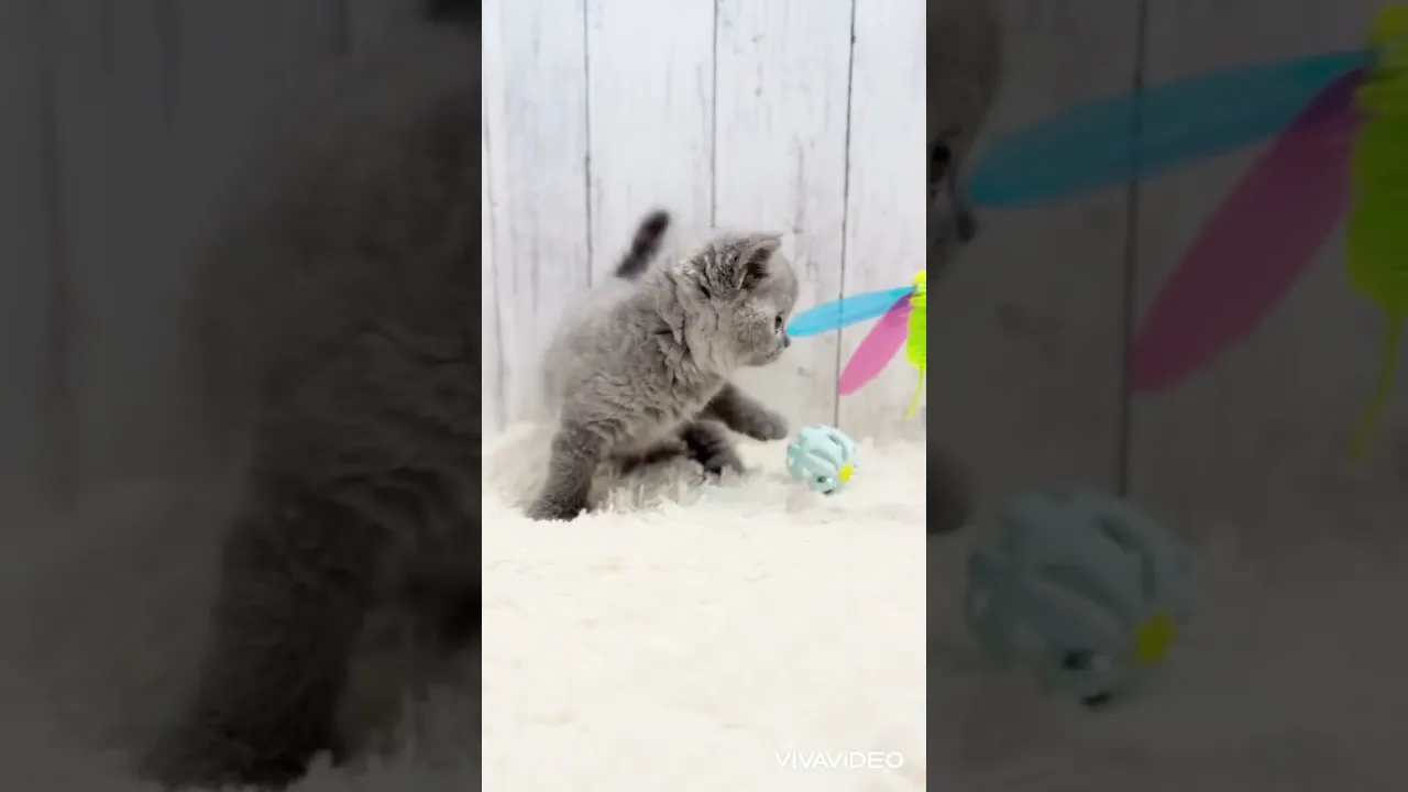 動画
