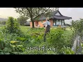 Download Lagu 직접 키운 재료로 차린 특별한 밥상 | 바질페스토, 깻잎당귀페스토, 연잎밥, 고추장아찌