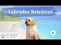 Labrador Retriever Breed Highlights