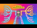 EPISODE 13 What are Network Protocols For Beginners