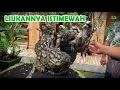 Download Lagu YANG INGIN CARI SANTIGI PENUH KERINGAN SINI MAMPIR...!!
