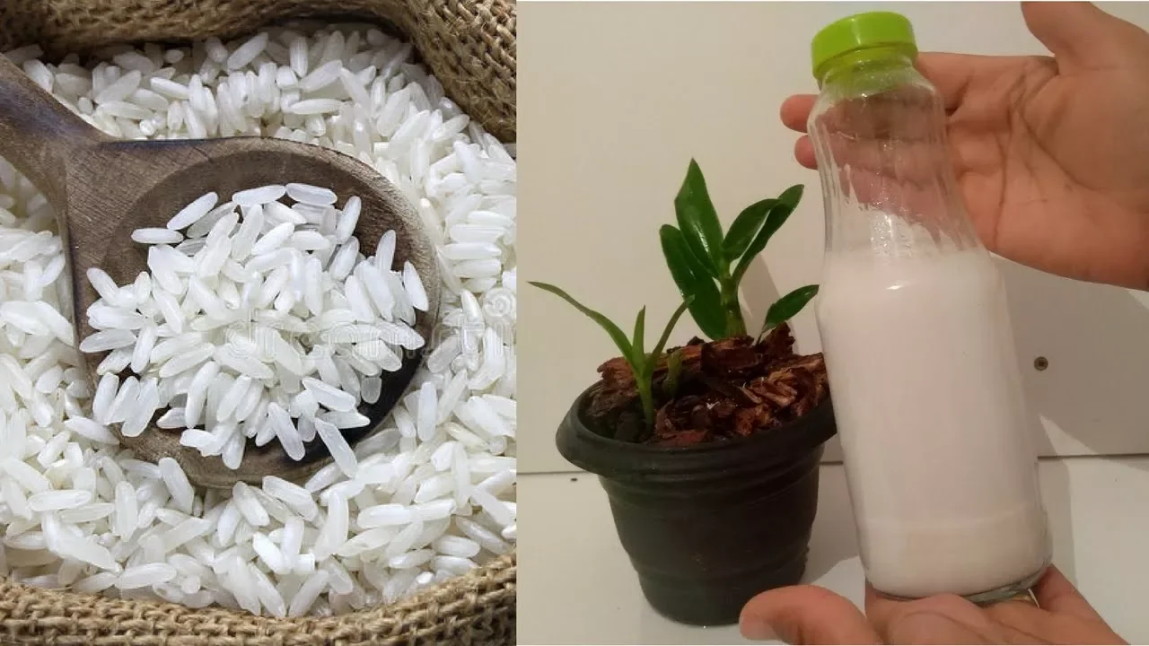 ÁGUA DE ARROZ NAS ORQUÍDEAS COMO USAR, ELA ENRAIZA E FERTILIZA!