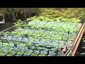 Going Green Inside look at a marijuana facility coming to Yellow Springs