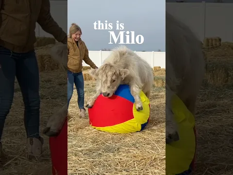 My cow has a funny life