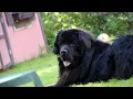 How to Care for Your Newfoundland Dog to Maximize Their Lifespan