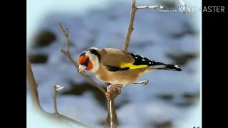 تغريد خلوي مقنين سوق اهراس كاف لعكس 