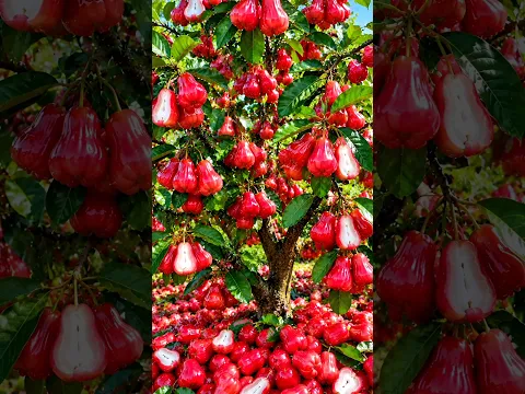Easy and fast techniques for growing and propagating waxapple fruit trees #garden #fruit #nature