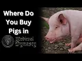 Where the F are the Pigs in Medieval Dynasty