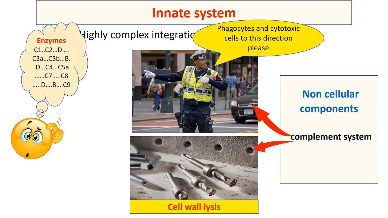 Innate and adaptive immune system