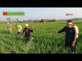 Download Lagu KDM TURUN KE LAHAN SAWAH IKUT PENYEMPROTAN PUPUK ORGANIK BUATAN SENDIRI BERSAMA PARA PETANI