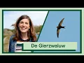 Download Lagu De Gierzwaluw | Uitvogelen met Camilla