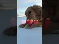 Highs and lows#highsandlows#goldenretriever#comet#subscribe