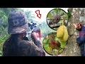 Download Lagu BERBURU BURUNG PUNAI TEKUKUR HAMA ISTRI POIN LAGI PAKAI UKLIK, di pohon lansiro dan di musim durian