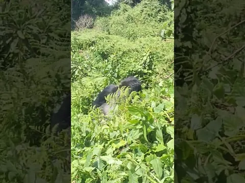 With a Silverback Mountain Gorilla - Guess what happened next?