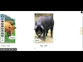 Baby Animals Reading A-Z