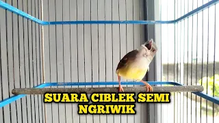 suara ciblek semi ngriwik bagus buat pancingan ciblek paud bereng supaya cepat bunyi