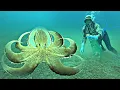 Download Lagu We found many Octopuses while diving at a depth of 20 meters.