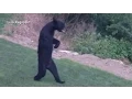 New Jersey s Walking Bear Mystery Solved