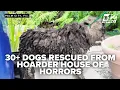 Homeowner in custody after 36 Border Collies found in Palm City hoarding case