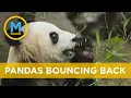 Giant pandas no longer endangered after years of conservation efforts Your Morning