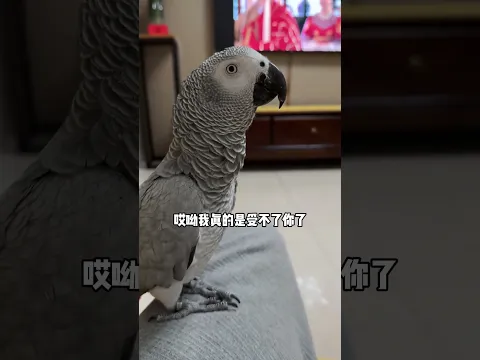 大鹦鹉说“师傅被妖怪娶走了”，好像也没错 #鹦鹉说话 #鹦鹉和猫和谐相处 #萌宠 #shorts